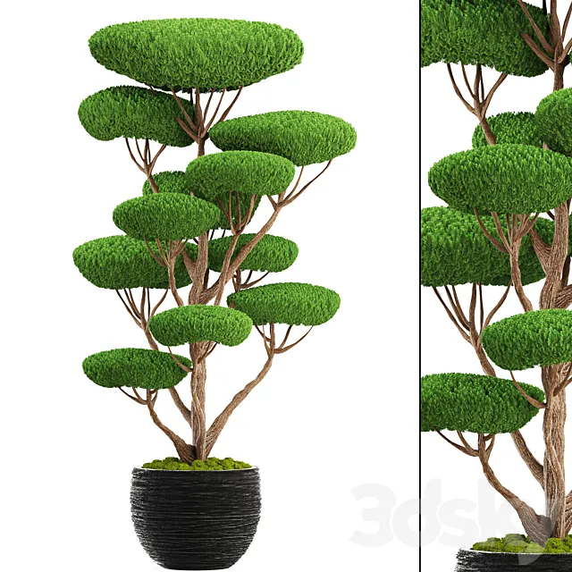 Niwaki 4. cedar topiary topiary nivaki ornamental tree garden plants landscaping pot flowerpot 3DS Max Model