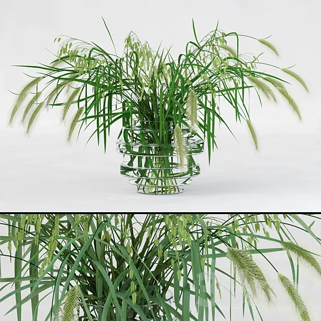 Northern Sea Oats and Pennisetum Green 3DSMax File