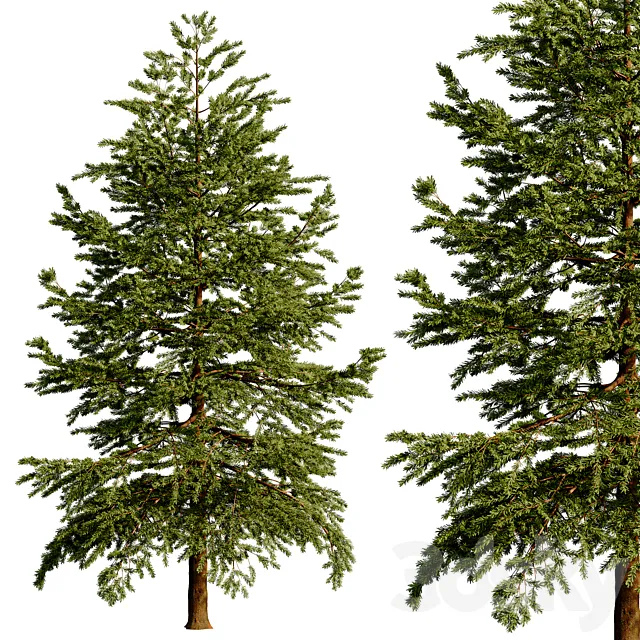 Norway spruce 3dsMax Model