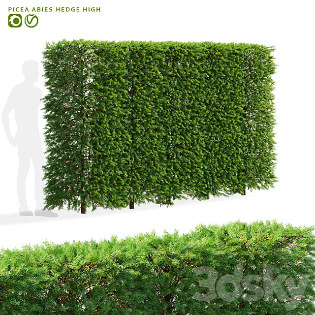 Norway spruce hedge high | Picea abies hedge 3dsMax Model