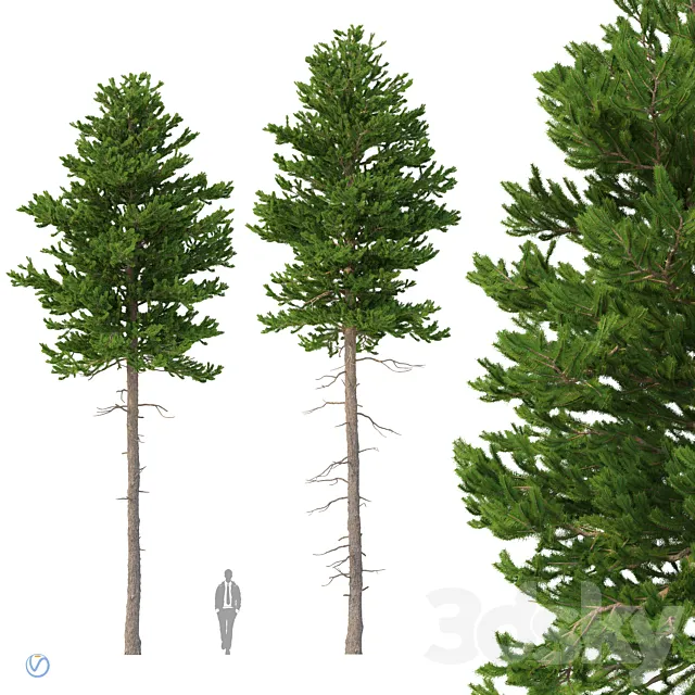 Norway spruce Set 2 V-Ray 3ds Max