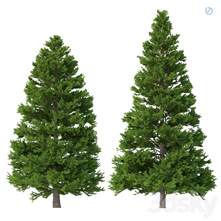Norway spruce Set 3 V-Ray 3DS Max