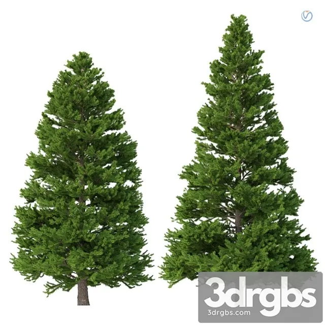 Norway spruce set 3 v-ray