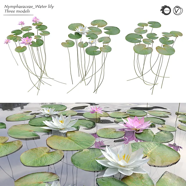 Nymphaeaceae Water Lily 3DSMax File