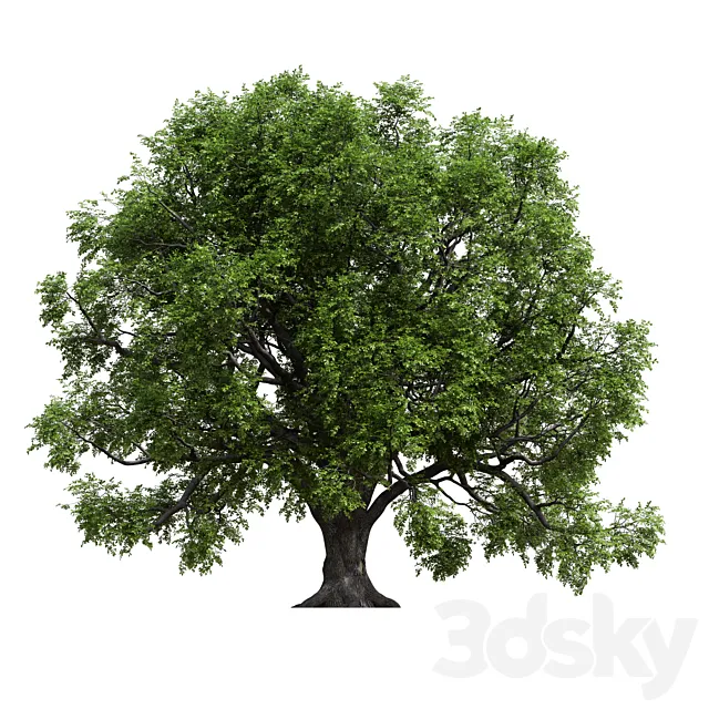 Oak 3ds Max