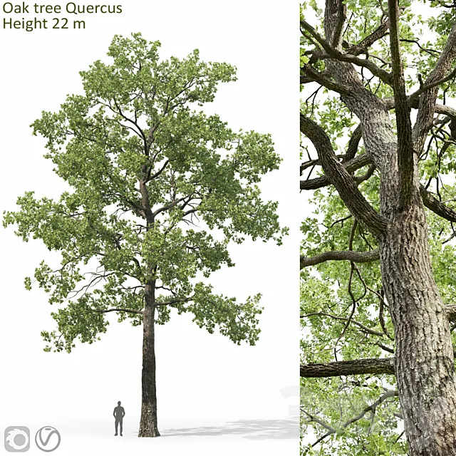 Oak 3DS Max Model