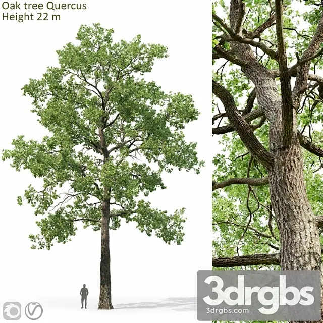 Oak 9 3dsmax Download