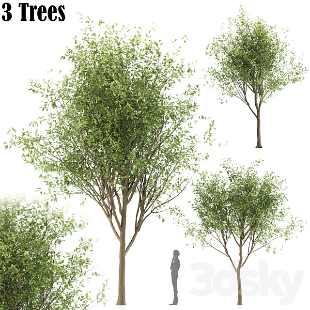 Oak tree (3 trees and 3 Sizes) 3DS Max Model