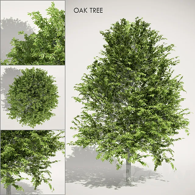 Oak Tree 3ds Max