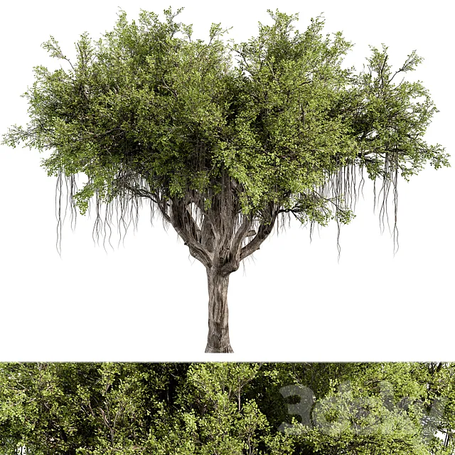 Oak Tree – Tree Set 303 3dsMax Model