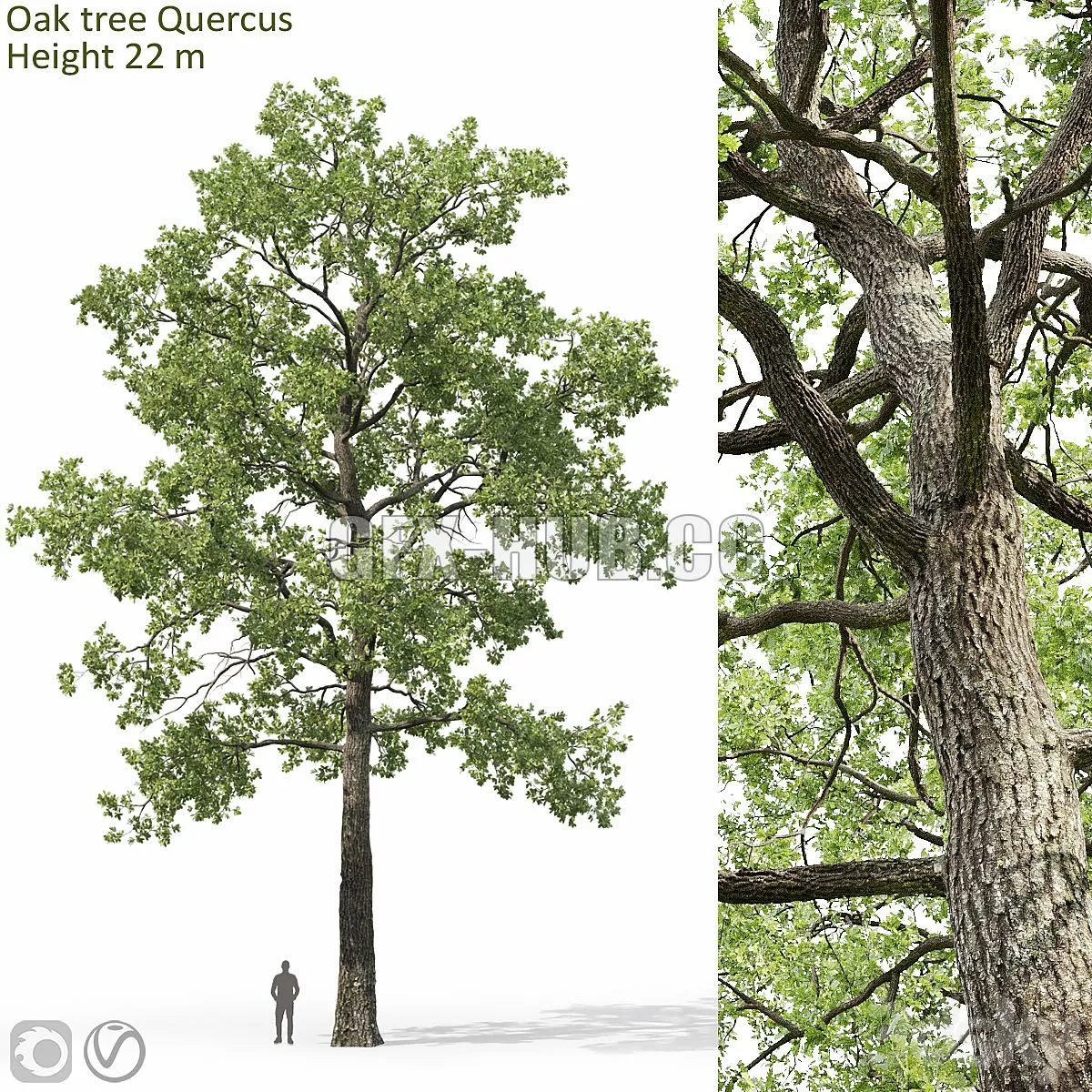 Oak-tree_05(22m) 3dsMax Model