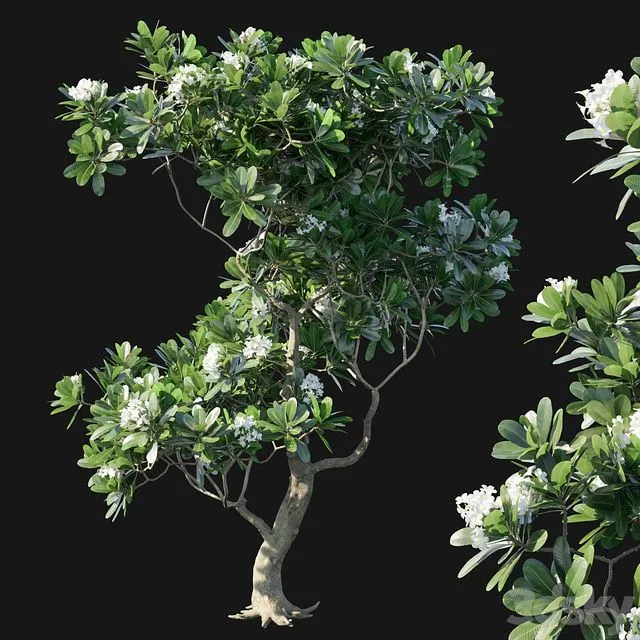 Obtusa 02 3dsMax Model