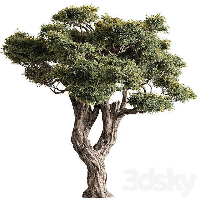 Ola Tree Set 294 3DS Max Model