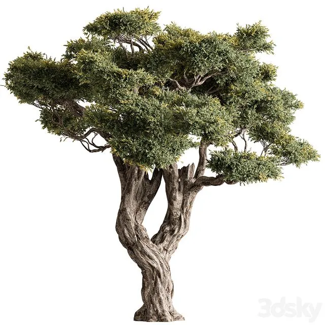Ola Tree Set 294 3dsMax Model