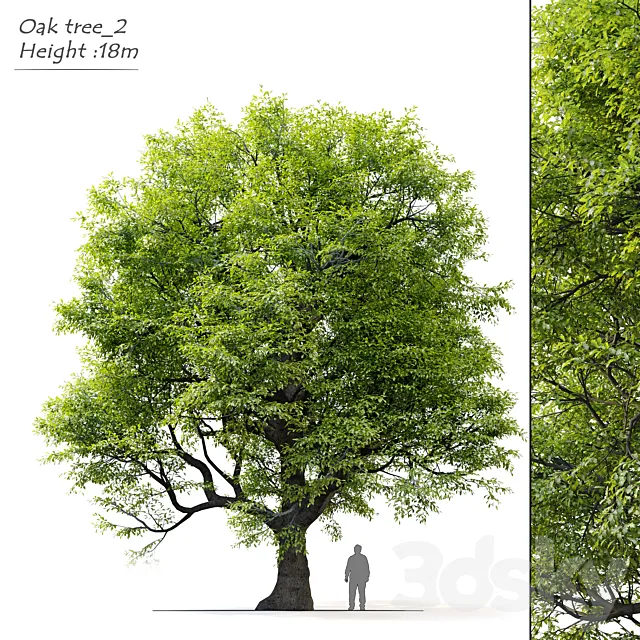 Old oak tree 3ds Max