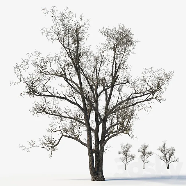 Old poplars 3DS Max Model