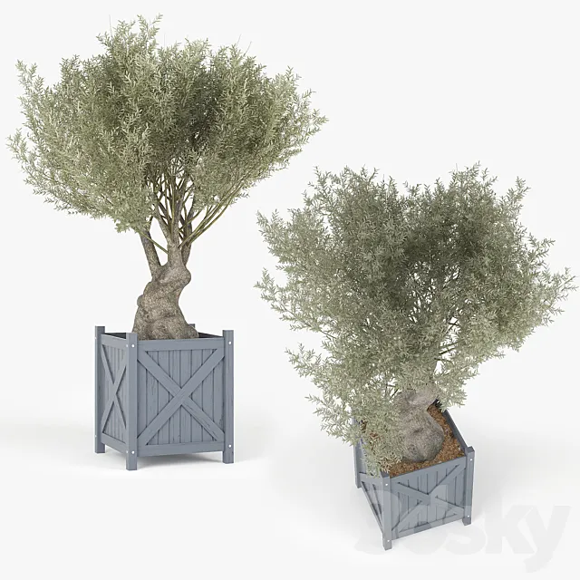 Olea europaea 3DS Max Model