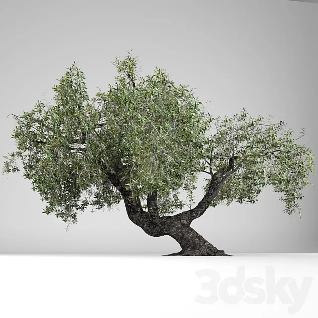 Olea Europaea 3DS Max Model