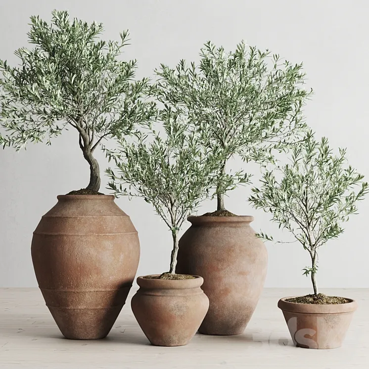 Olive European In Antique Clay Vessels 3DS Max