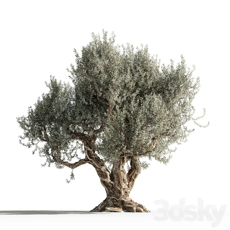 Olive tree 1 3DS Max