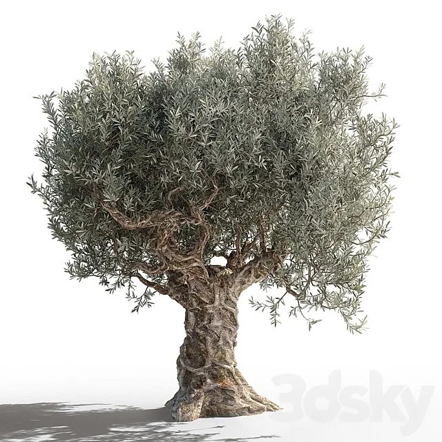 Olive tree 2 3DS Max Model