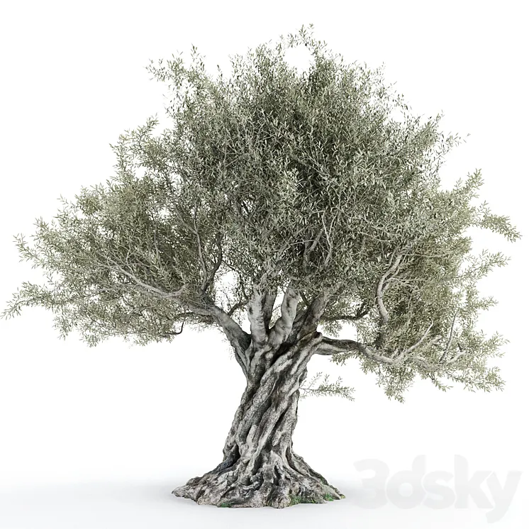 Olive tree 2 3DS Max