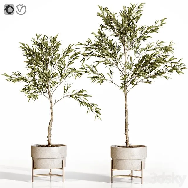 Olive Tree 2 3dsMax Model