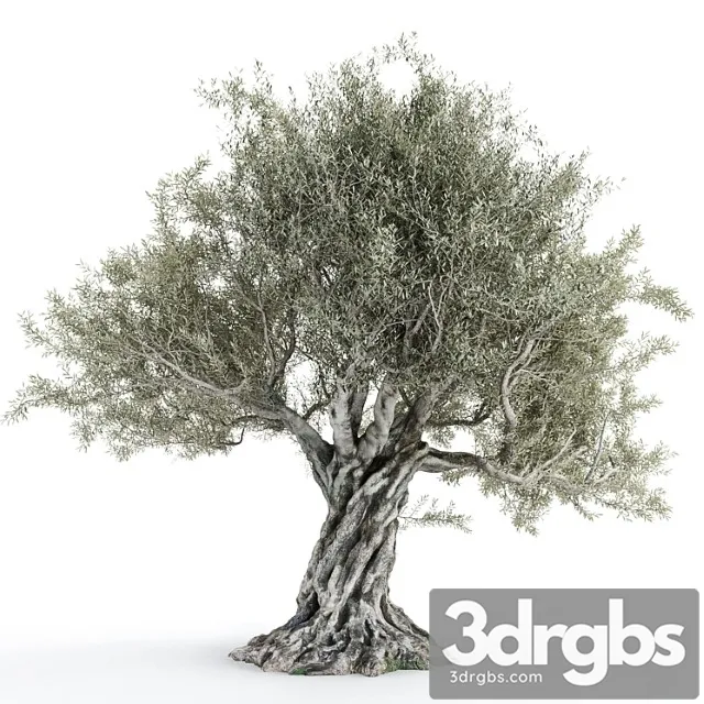 Olive tree 2