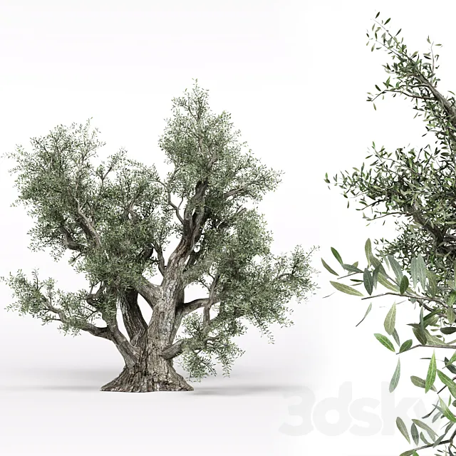 Olive tree 3ds Max