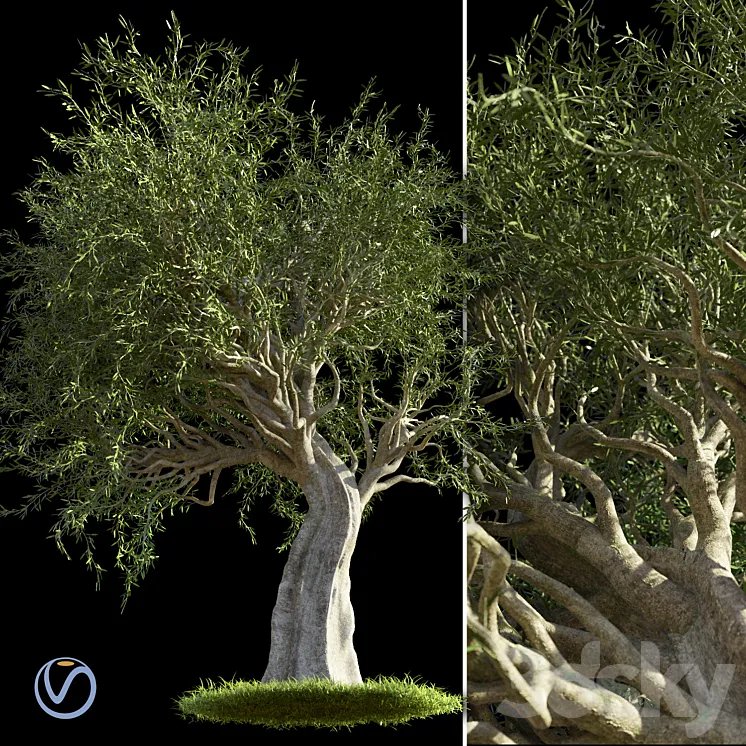 Olive Tree 3DS Max