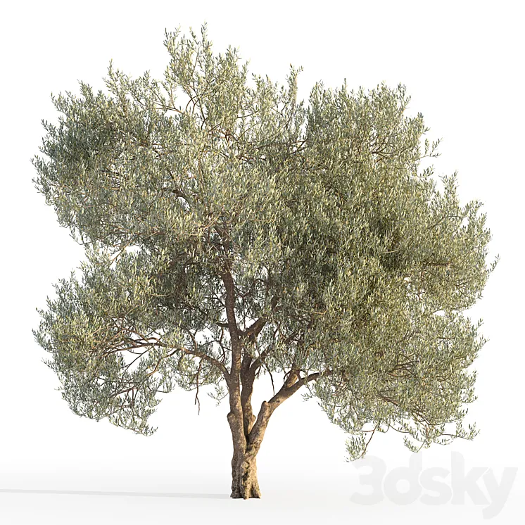 Olive tree 5 3DS Max