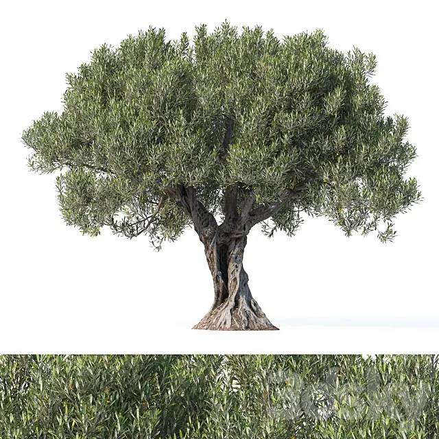 Olive tree 8 3ds Max