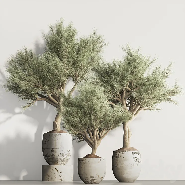olive Tree and Indoor Plant Set 95 3DS Max Model