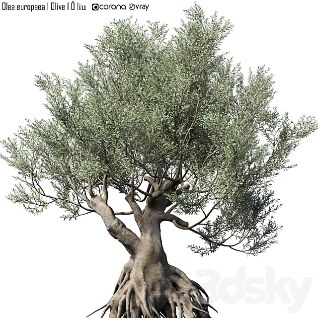 Olive Tree (Europa Olea) # 1 3ds Max