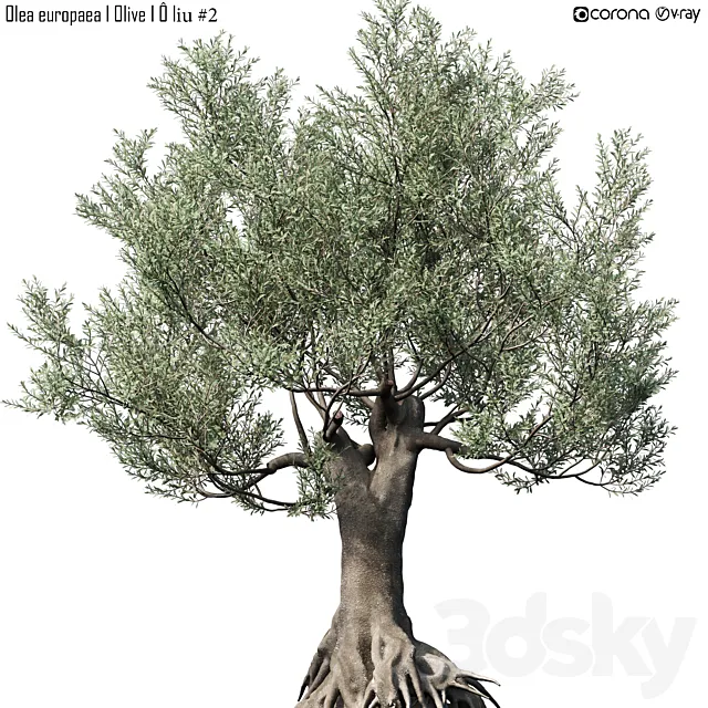 Olive Tree (Europa Olea) # 2 3ds Max