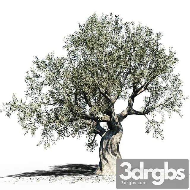 Olive Tree Europa Olea 3 3dsmax Download