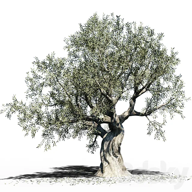 Olive Tree (Europa Olea) # 3 3DS Max Model