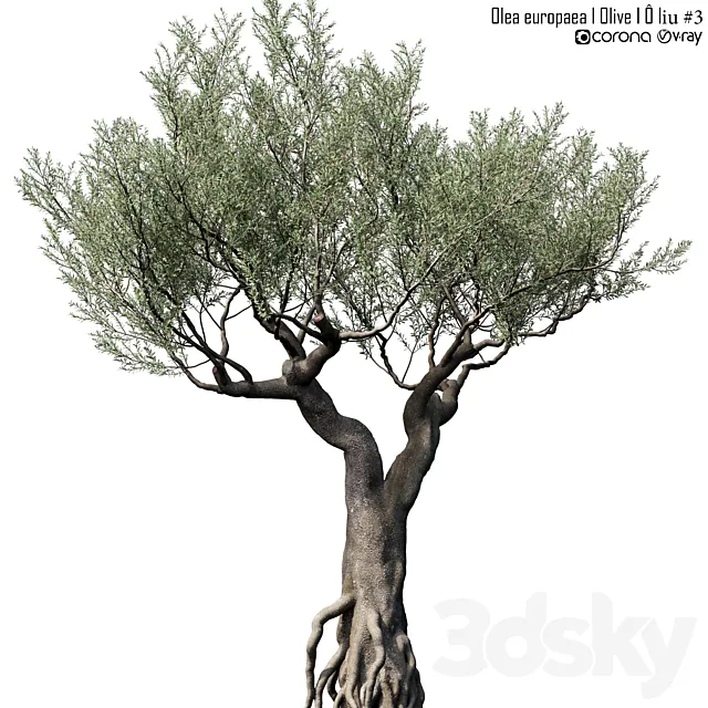 Olive Tree (Europa Olea) # 3 3ds Max