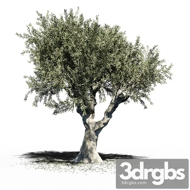 Olive Tree Europa Olea V2 3dsmax Download