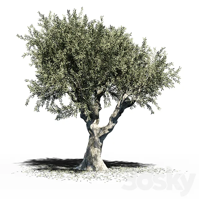 Olive Tree (Europa Olea) v2 3DSMax File