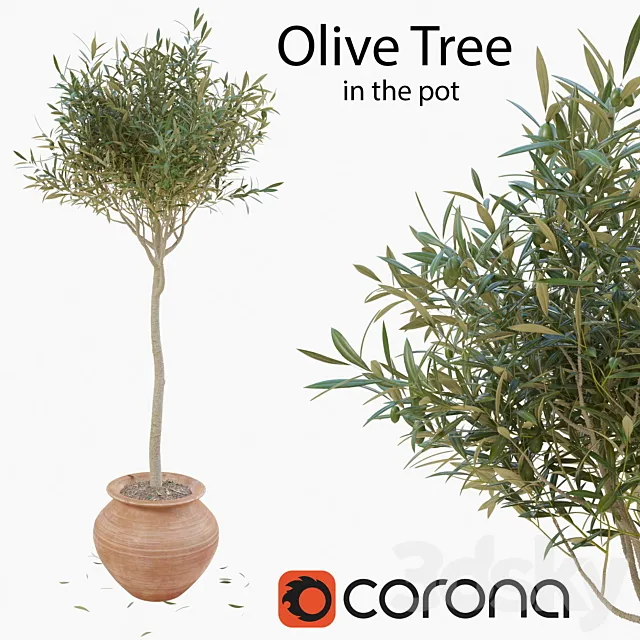 Olive tree in a pot 3DS Max Model