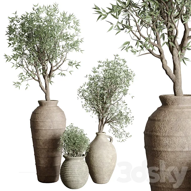 Olive tree in an old earthenware vase indoor collection 167 3ds Max