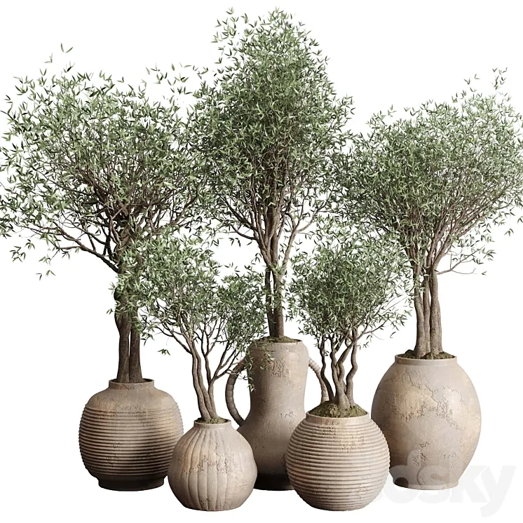 Olive tree in an old earthenware vase indoor collection 182 3DS Max Model