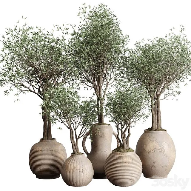 Olive tree in an old earthenware vase indoor collection 182 3dsMax Model