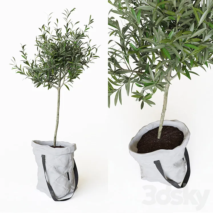 Olive tree in bag 3DS Max