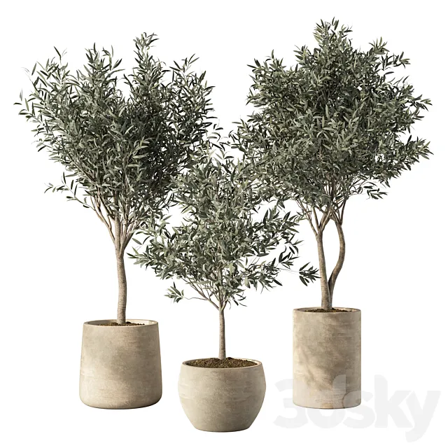 Olive Tree Indoor Plants Set.85 3ds Max