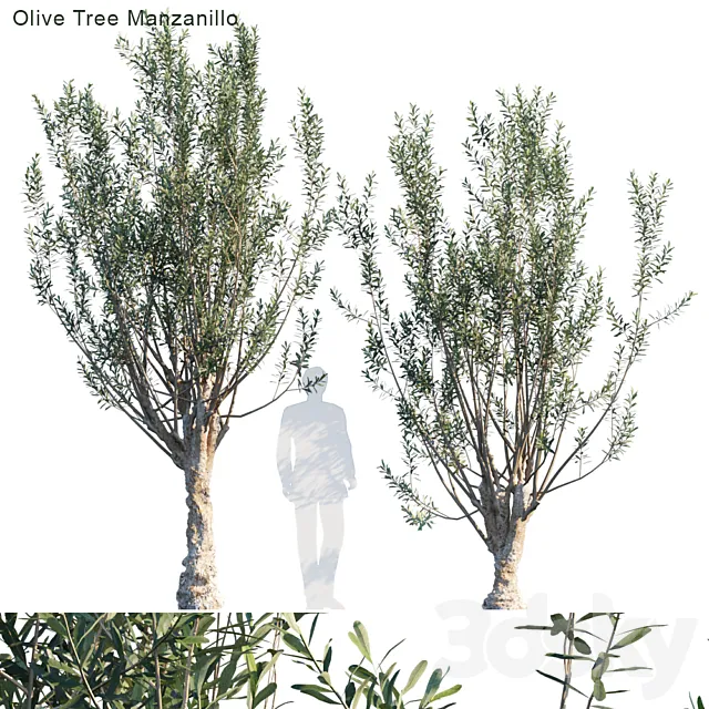 Olive tree manzanillo 3ds Max