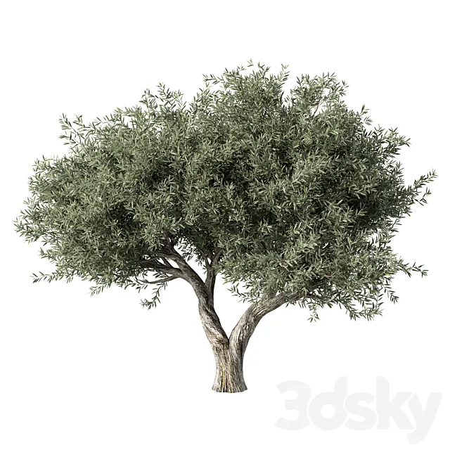 Olive Tree No.78 3ds Max