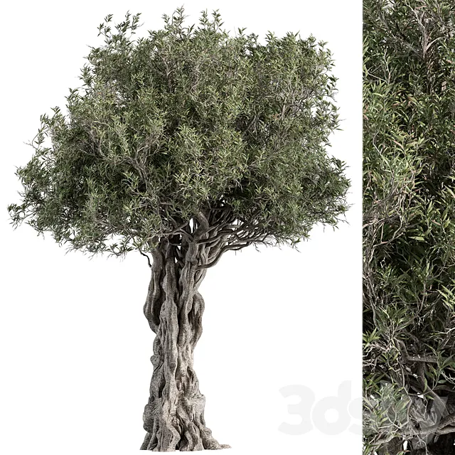 Olive Tree Set 194 3ds Max