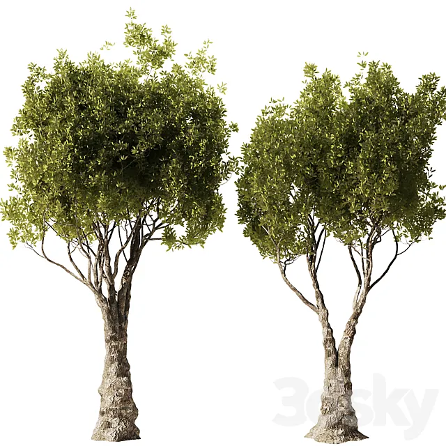 Olive Tree Set51 3dsMax Model